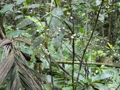 Psychotria baillonii observed 2023-06-12