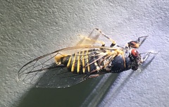 Popplepsalta notialis