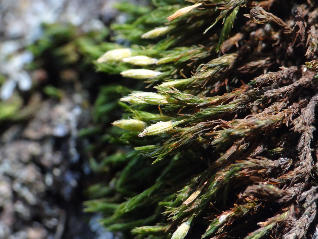 Orthotrichum papillosum