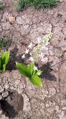 Ornithogalum convallarioides