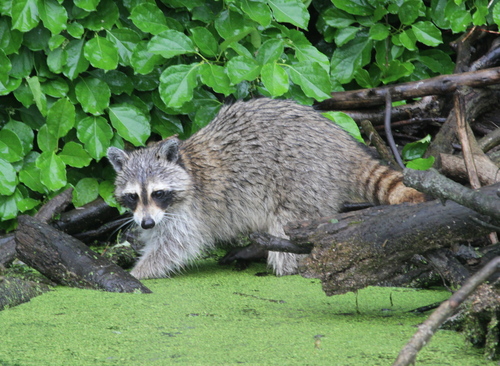 Common Raccoon photographed in Maryland