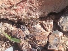 Eleutherodactylus nitidus