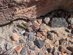 Eleutherodactylus nitidus