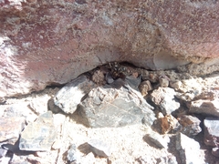 Eleutherodactylus nitidus