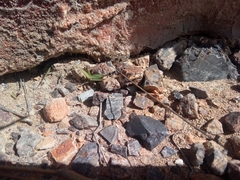 Eleutherodactylus nitidus