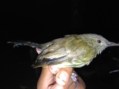 Sumatran Bulbul photo 1
