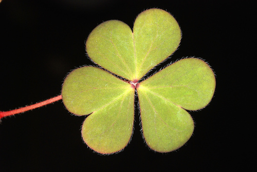 Oxalis corniculata