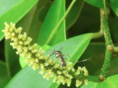 Toxorhynchites splendens