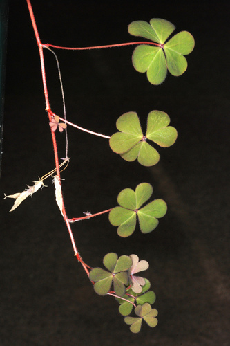 Oxalis corniculata