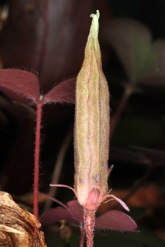 Oxalis corniculata