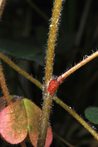 Oxalis corniculata