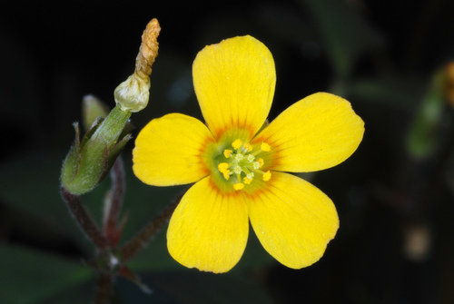 Oxalis corniculata