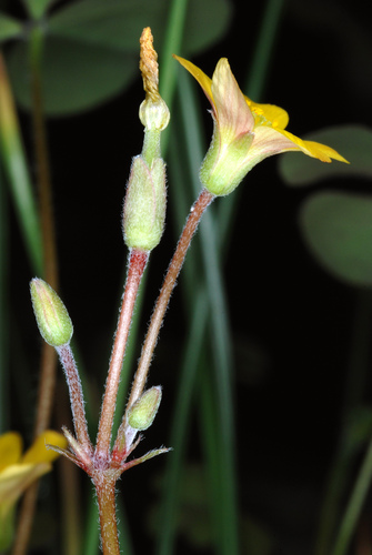 Oxalis corniculata