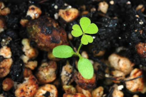 Oxalis corniculata