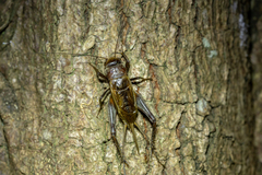 Teleogryllus