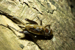 Teleogryllus