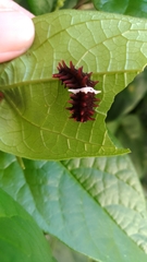 Pachliopta aristolochiae