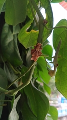 Pachliopta aristolochiae