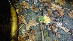 Zhangixalus taipeianus