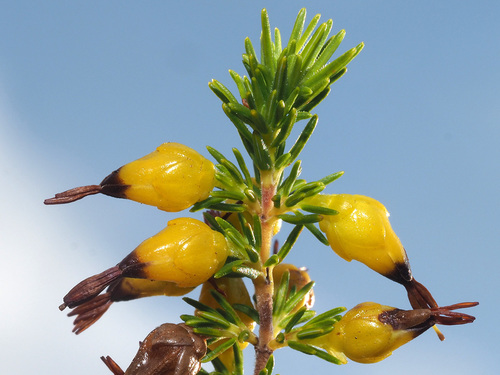 Erica melastoma Andrews