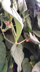 Pachliopta aristolochiae