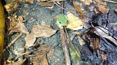 Zhangixalus taipeianus