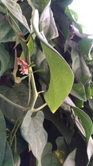 Pachliopta aristolochiae