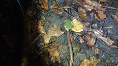 Zhangixalus taipeianus