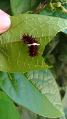 Pachliopta aristolochiae