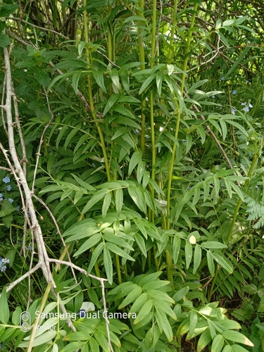 Polemonium caucasicum, photograph 1