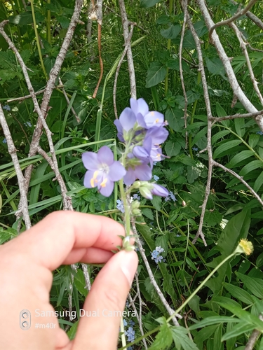 Polemonium caucasicum, photograph 2