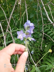 Polemonium caucasicum, photograph Михаил Орлов, CC BY, iNaturalist via GBIF