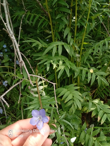 Polemonium caucasicum, photograph 3
