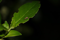 Chalepistes compressus