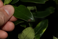 Chalepistes compressus