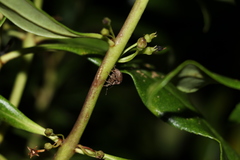 Chalepistes compressus