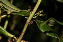 Chalepistes compressus