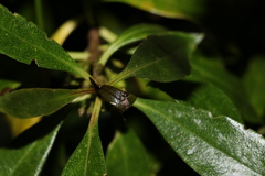 Chalepistes compressus