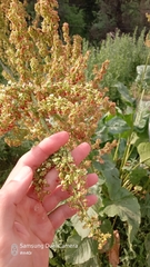 Rumex tianschanicus, photograph Михаил Орлов, CC BY, iNaturalist via GBIF