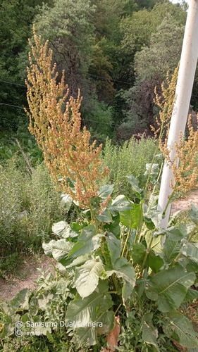 Rumex tianschanicus, photograph 2