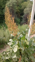 Rumex tianschanicus, photograph Михаил Орлов, CC BY, iNaturalist via GBIF