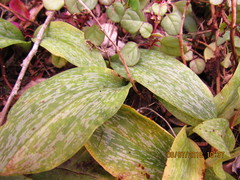 Habenaria arenaria