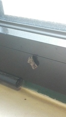 Ctenoplusia accentifera