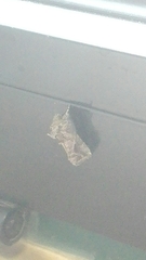 Ctenoplusia accentifera