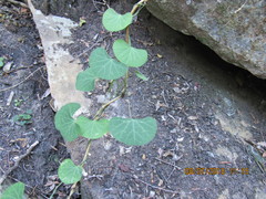 Cissampelos torulosa