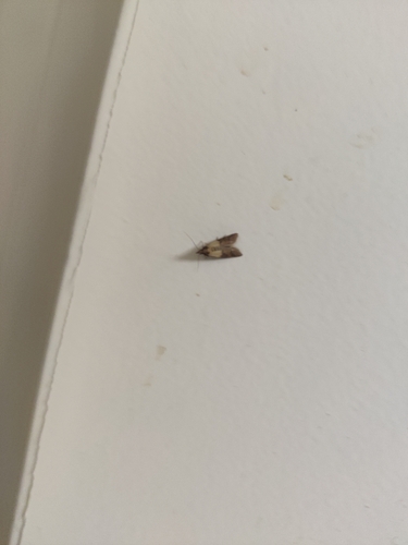 Indian-Meal Moth