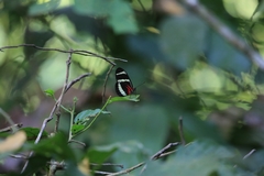 Heliconius hewitsoni