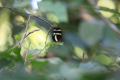 Heliconius hewitsoni