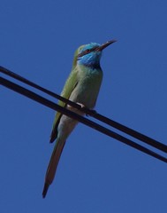 Merops cyanophrys cyanophrys