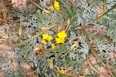 Hypecoum procumbens